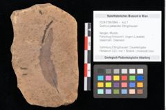 Foto (Objekt + Etikett) von Quercus palaeoilex Ettingshausen (NHMW-GEO-2024-0188-0846)